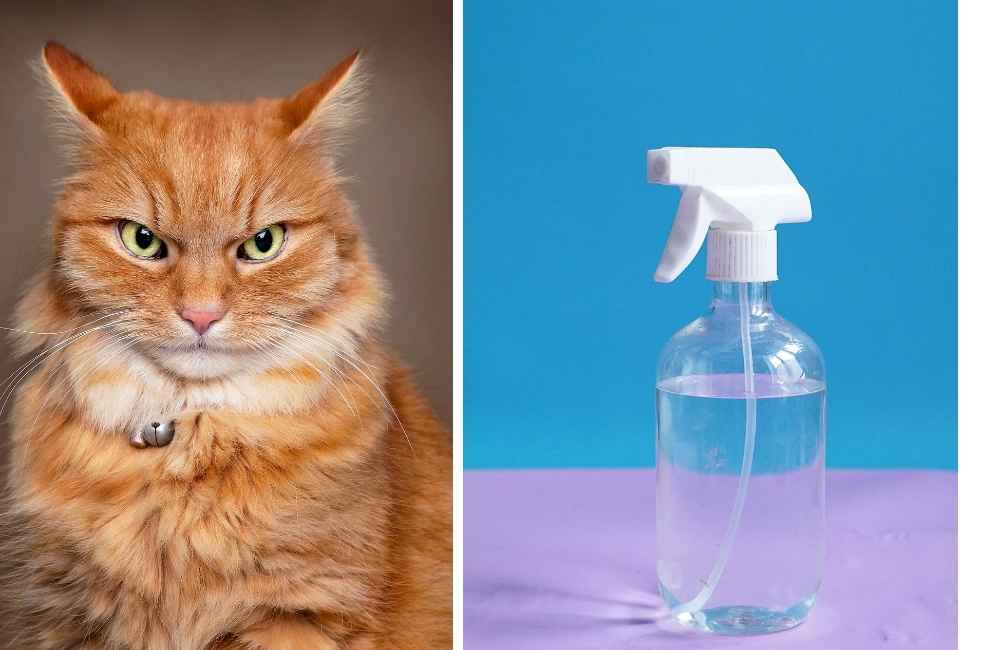 Alternatives to Spray Bottles for Cats