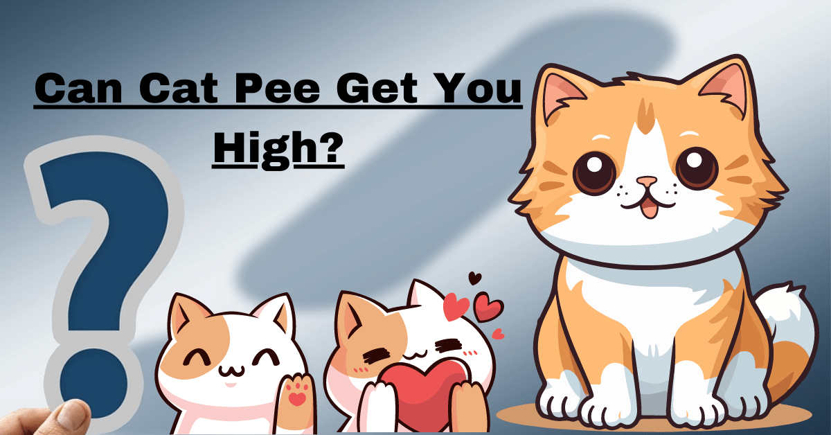 Can Cat Pee Get You High? Top Facts