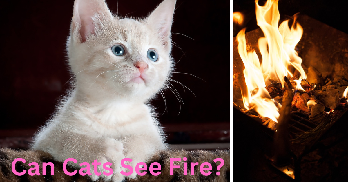 Can Cats See Fire. Cat Owners Must Know