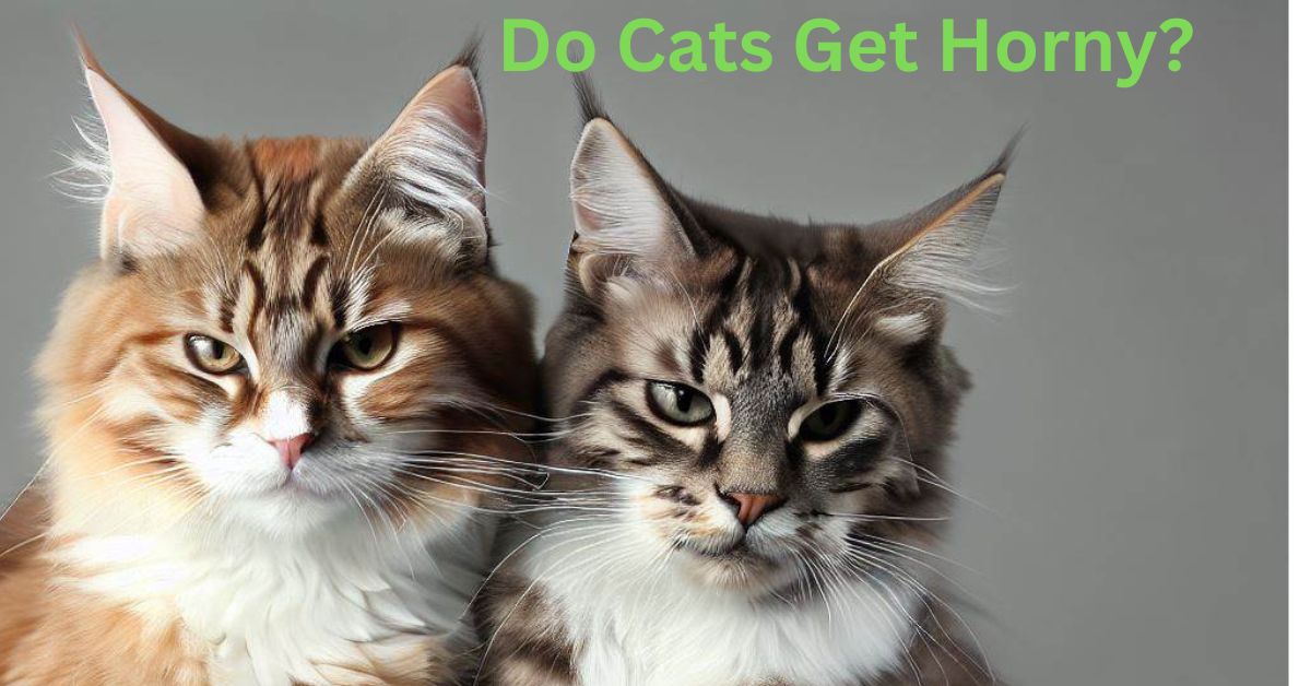 Do-Cats-Get-Horny-top-facts