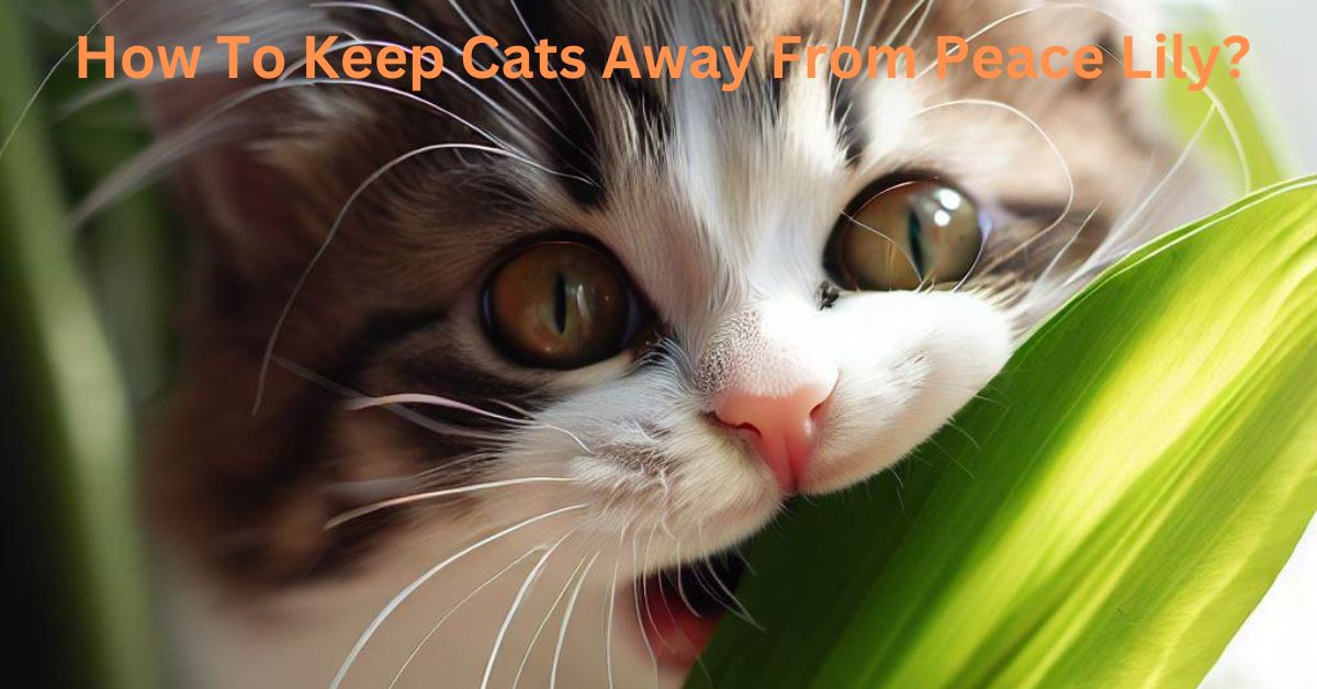 How-To-Keep-Cats-Away-From-Peace-Lily