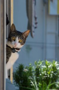 How to Keep Cats Off Window Sills