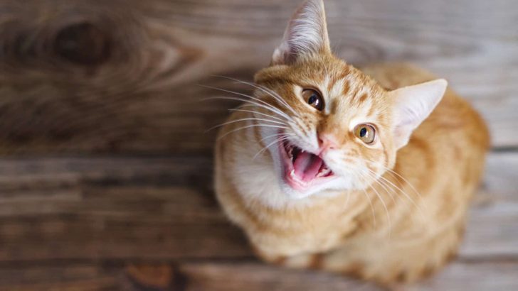 Why-Are-Orange-Cats-So-Dumb-A-Myth-Or-A-Real-Thing