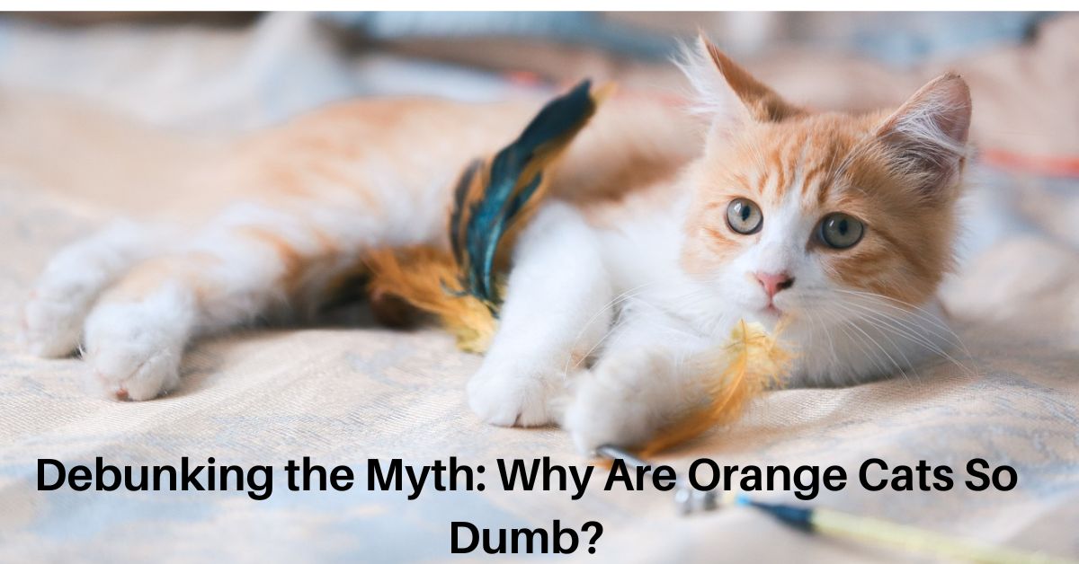 Why Are Orange Cats So Dumb