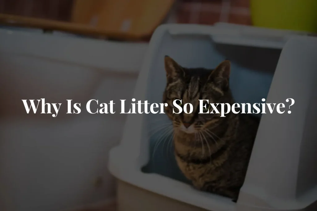 Why-Is-Cat-Litter-So-Expensive