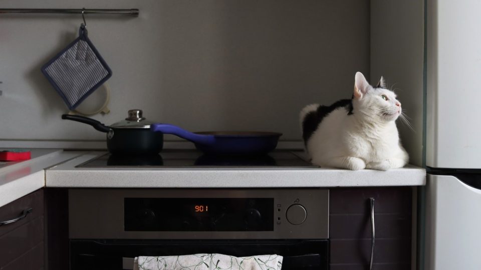 Why Is Your Cat Peeing On The Stove