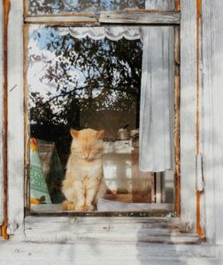 How to Keep Cats Off Window Sills