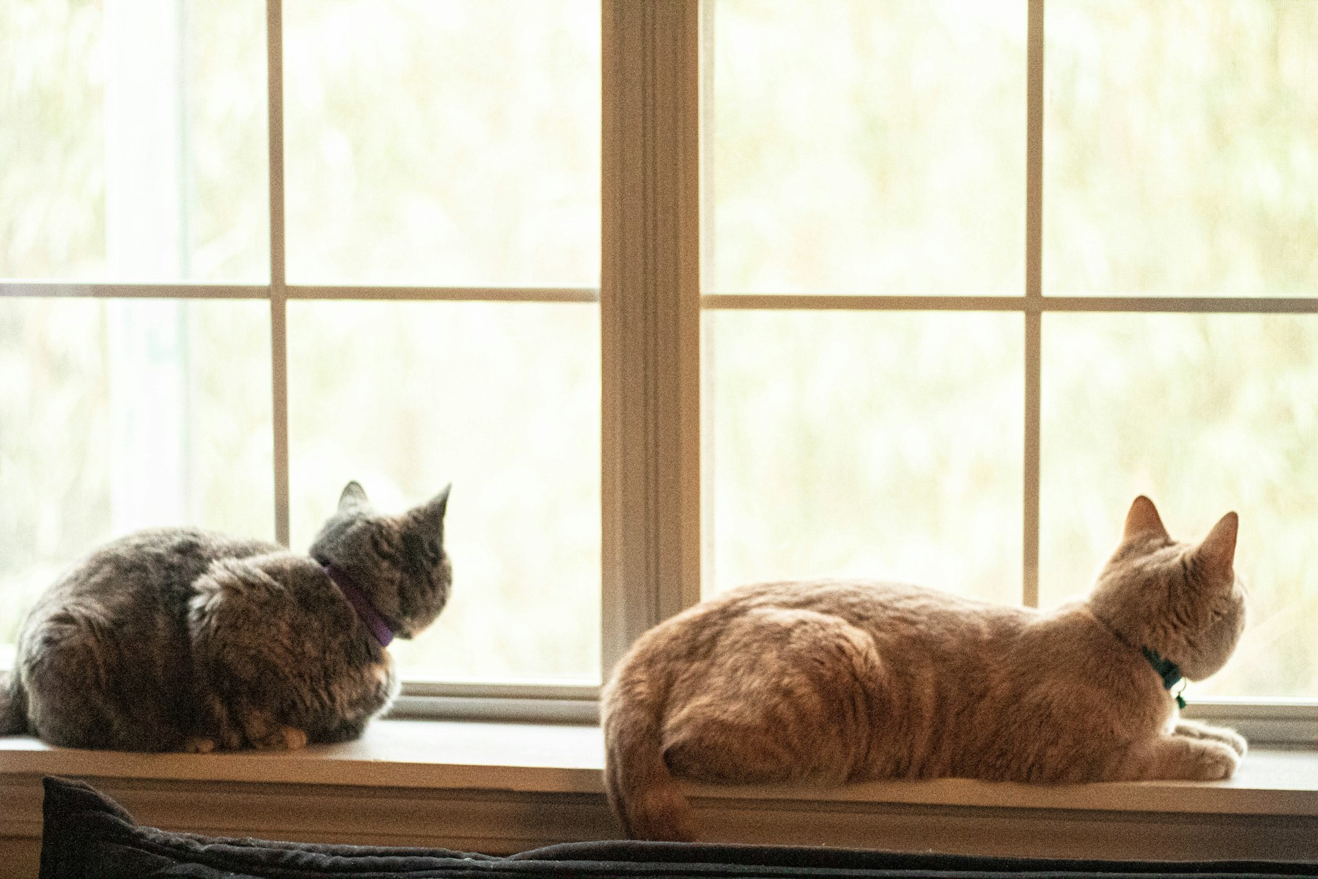 How to Keep Cats Off Window Sills