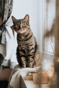 How to Keep Cats Off Window Sills