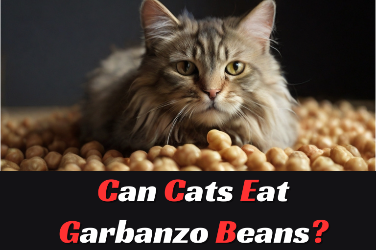 Can Cats Eat Garbanzo Beans