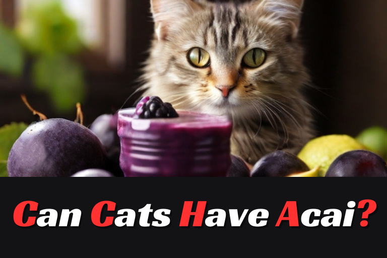 Can Cats Have Acai