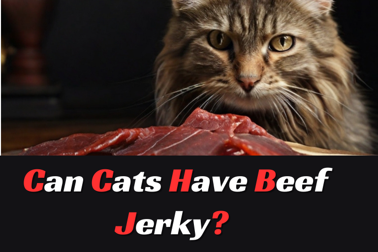 Can Cats Have Beef Jerky