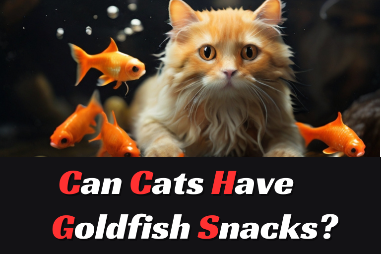 can-cats-have-goldfish-snacks-in-2024-pets-lover-world