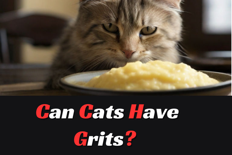 Can Cats Have Grits