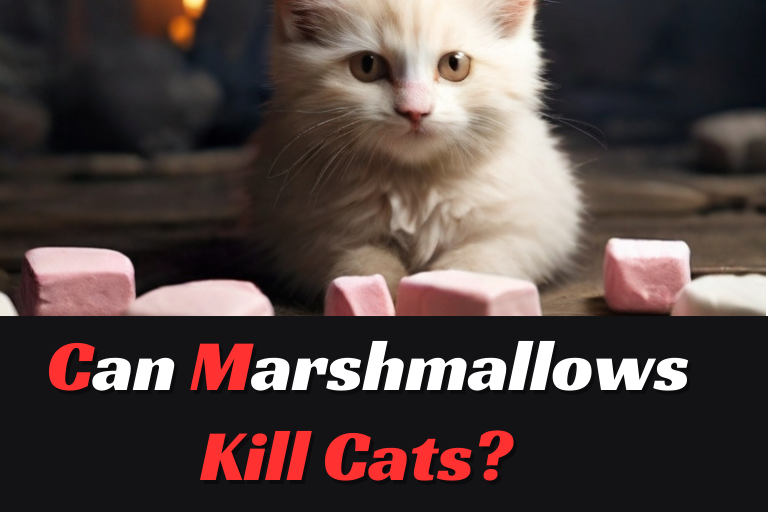 Can Marshmallows Kill Cats