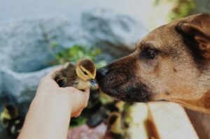 Dog Kills Bird to impress you