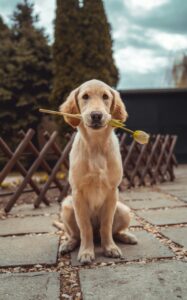 Dog Kills Bird to impress you