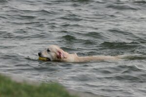 My Dog Drowned Did She Suffer