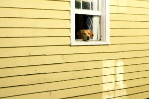 Protecting Window Sills from Dogs