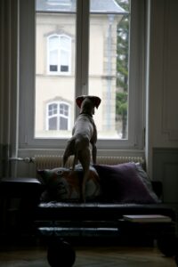 Protecting Window Sills from Dogs