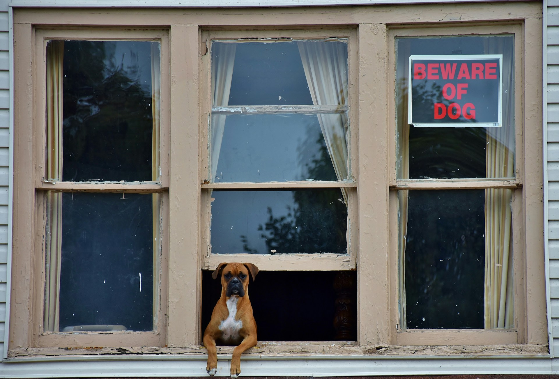 Protecting Window Sills from Dogs