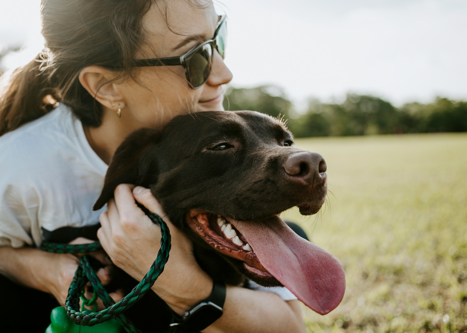 Good luck dogs have been cherished companions throughout history, believed to bring blessings, positivity, and prosperity into the lives of their owners.