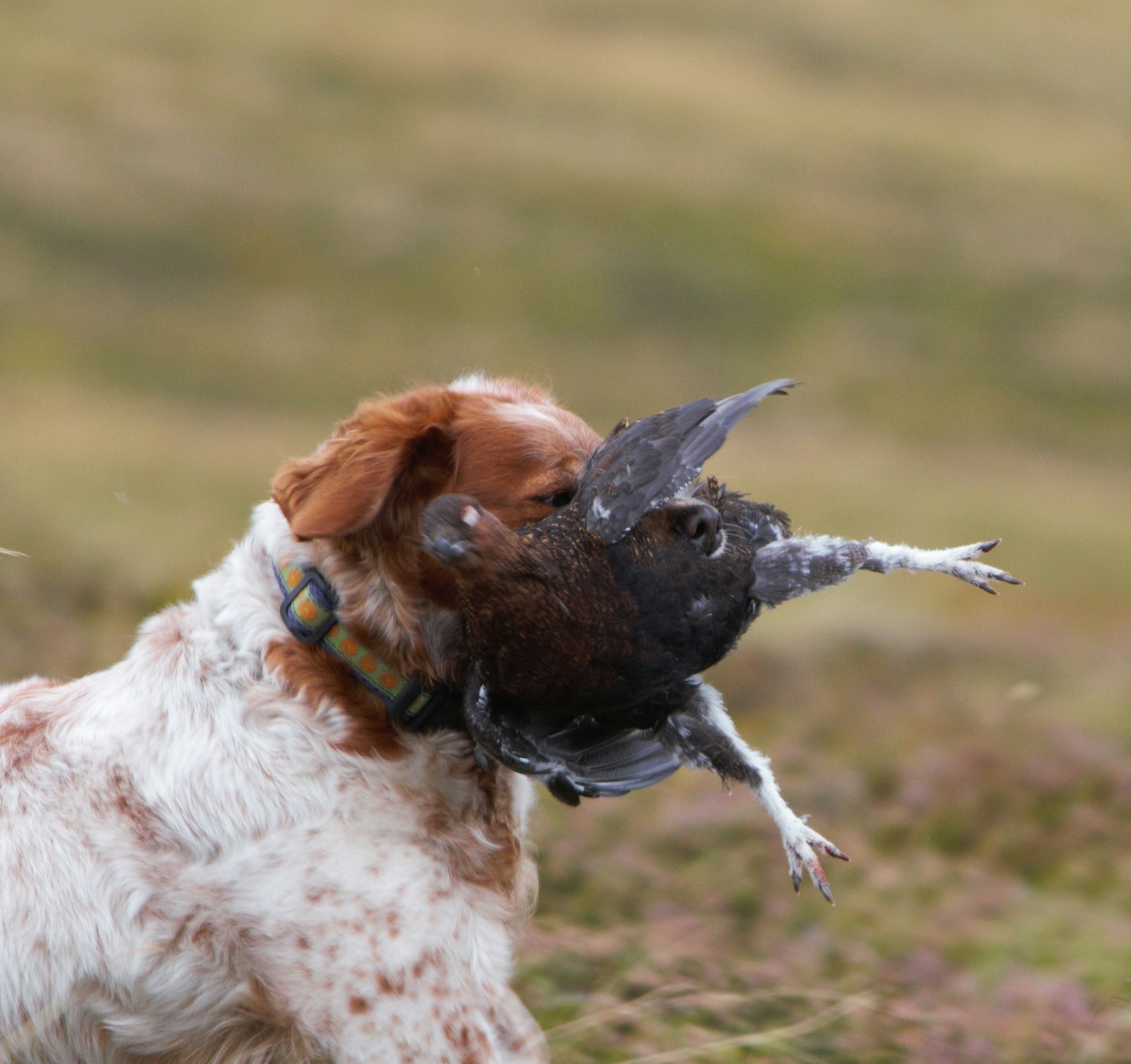 Should I Punish My Dog for Killing a Bird