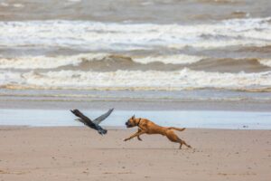 Dog Kills Bird