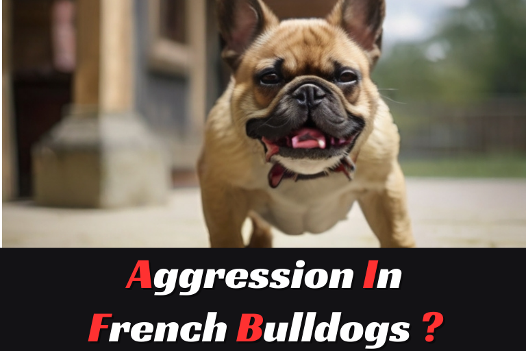 Aggression in French Bulldogs