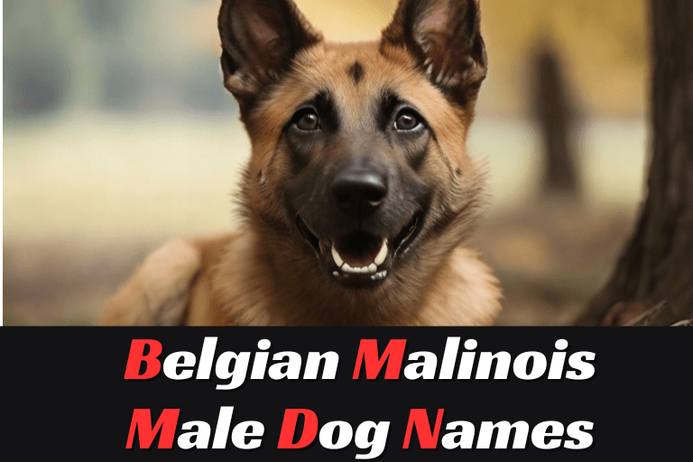 Belgian Malinois Male Dog Names