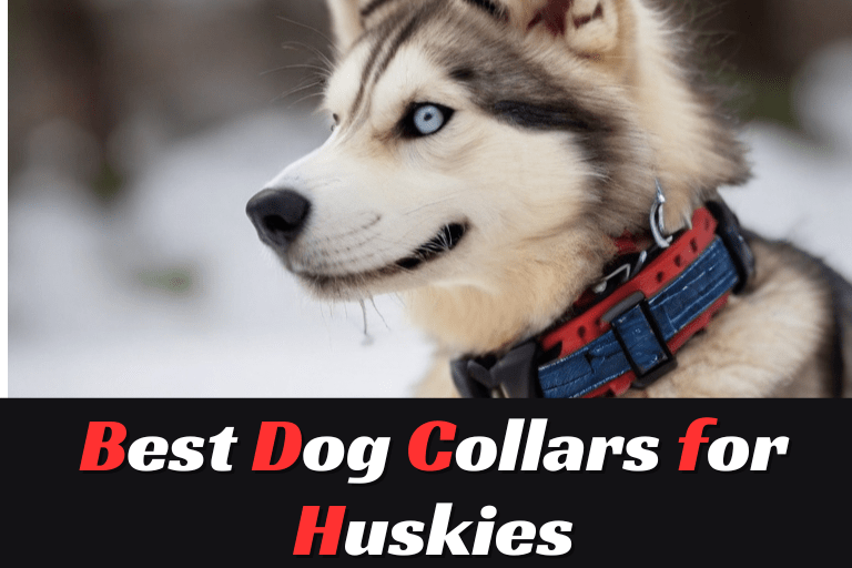 Best Dog Collars for Huskies