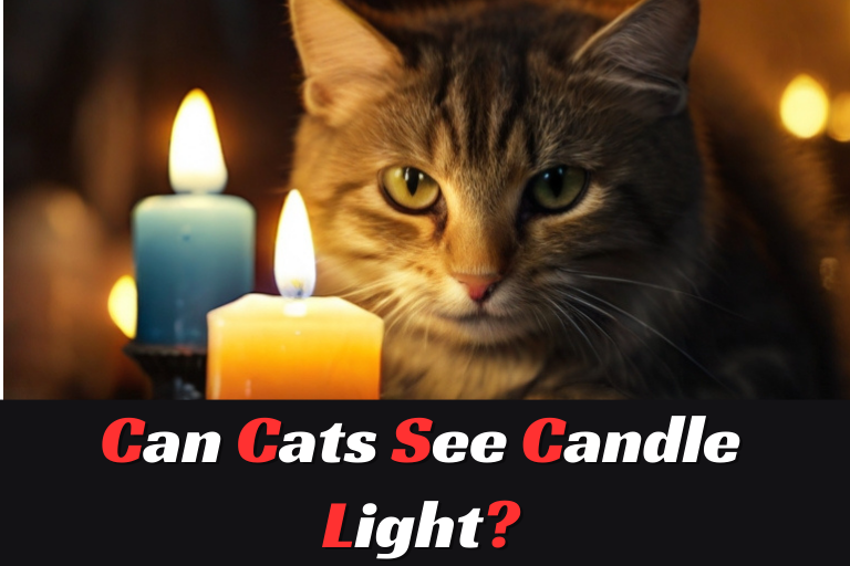 Can Cats See Candle Light