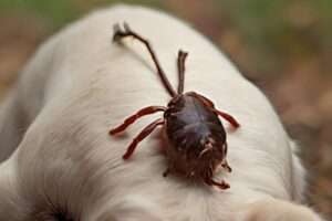 Dead Tick Attached to Dog