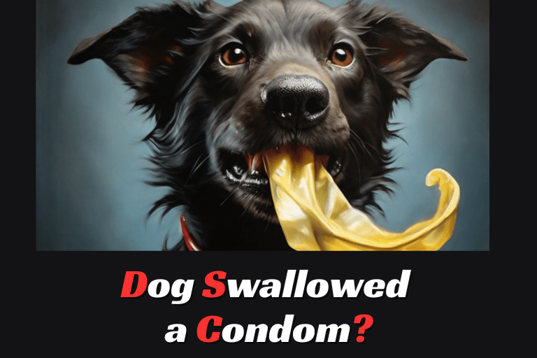 Dog Swallowed a Condom