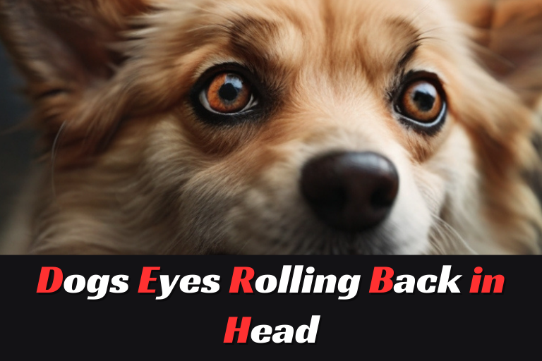 Dogs Eyes Rolling Back in Head