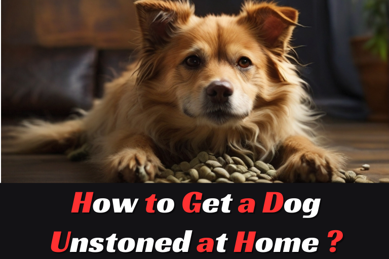 How to Get a Dog Unstoned at Home