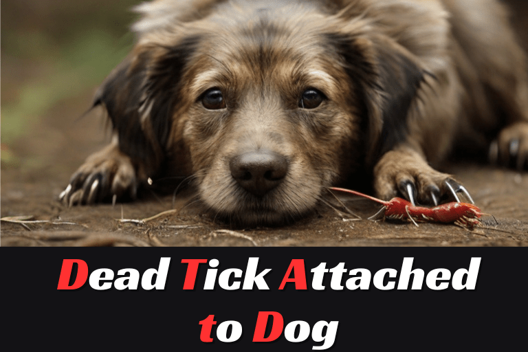 Dead Tick Attached to Dog