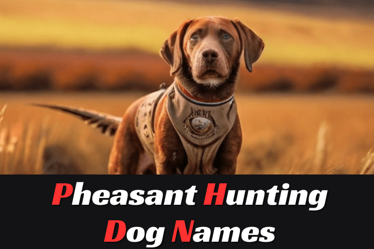 Pheasant Hunting Dog Names