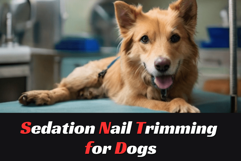 Sedation Nail Trimming for Dogs