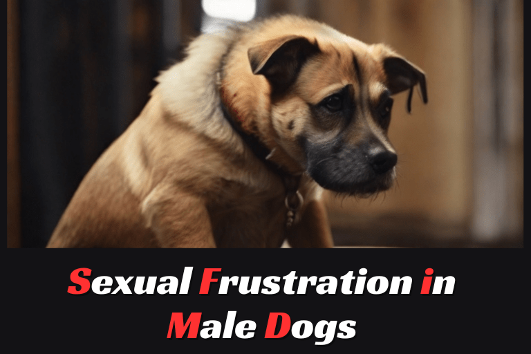 Sexual Frustration in Male Dogs