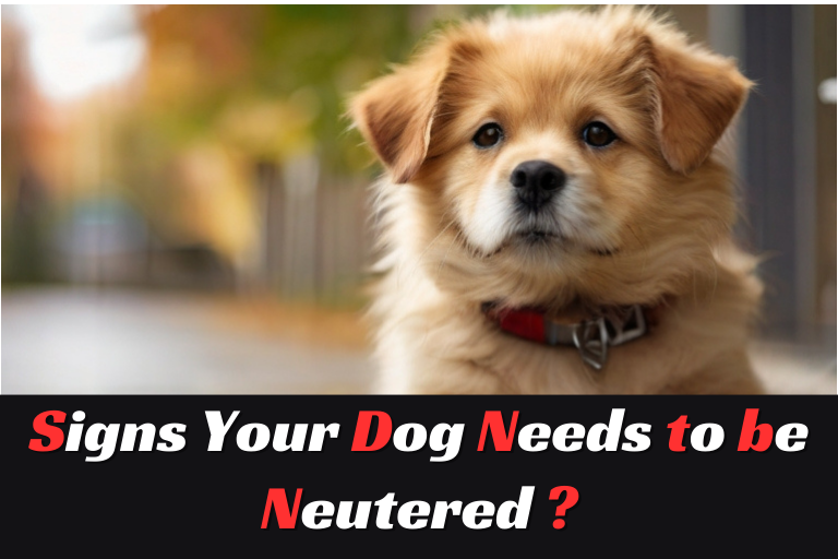 Signs your Dog Needs to be Neutered