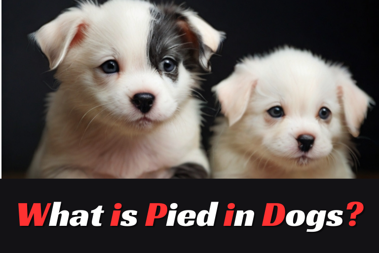 What is Pied in Dogs