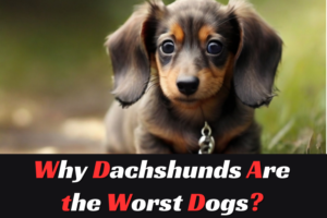 Why Dachshunds Are the Worst Breeds