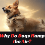 Why Do Dogs Hump the Air