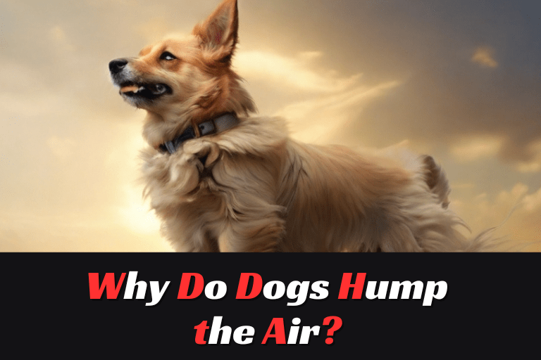 Why Do Dogs Hump the Air