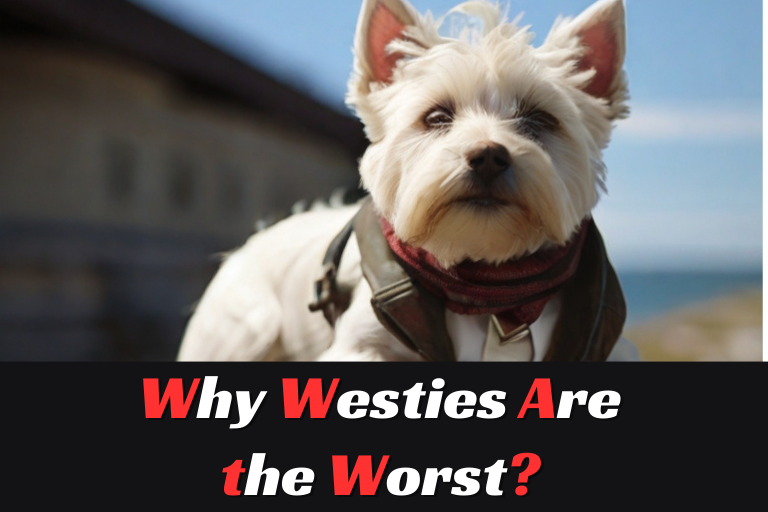 Why Westies Are the Worst