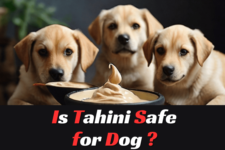 is tahini safe for dogs