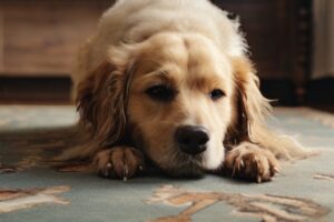 my dog rubs his face on the carpet