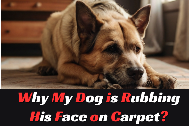 my dog rubs his face on the carpet