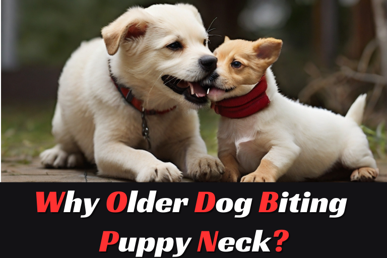 older dog biting puppy neck